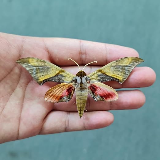 vinatimes Real Moth Butterfly Specimen Collection Butterflies Mounted Dead Animal Preserved Entomology Taxidermy Oddity Scientific Lover Insect Nature Art Artwork Display Gallery Decor Decoration Indoor Home BU-06