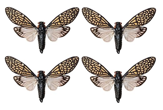 4 Real Cicada Tailanga Specimen Bug Collection Mounted Preserved Entomology Taxidermy Oddity Scientific Lover Insect Science Education Artwork Display Gallery Decoration Indoor Home VE63X4