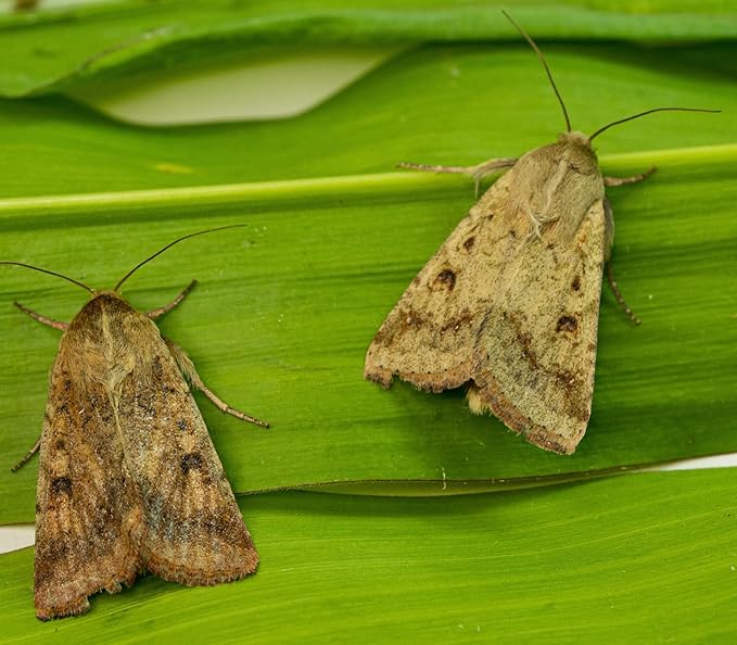 VivaTrap VT-101 Corn Earworm + Tomato Fruitworm Moth Trap & Lure (2 Pack, 8 Week)