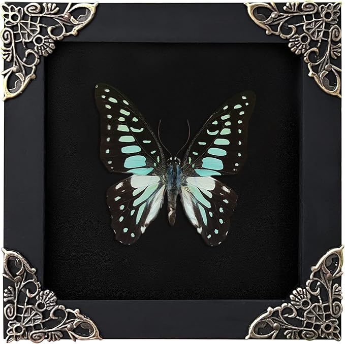 Real Butterfly Black Framed Butterflies Shadow Box Bug Wooden Insect Specimen Entomology Oddity Taxidermy Handmade Decor Wall Hanging K12-11-DE