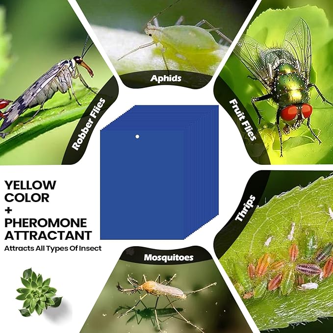 Qualirey 100 Pcs Blue 6 x 8 Inch Sticky Traps for Gnats Dual Sided Fruit Fly Sticky Traps for Indoor and Outdoor Plant with Twist Ties and Plastic Holders for Fungus Gnats, Bug, Flying Insect