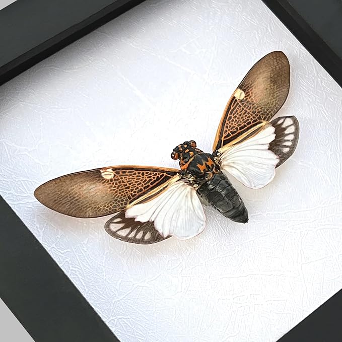 Real Cicada Beetle Framed Insect Dried Specimen Gothic Home Decor Spooky Entomology Taxidermy Oddity Curiosities Shadow Box Wall Decor K12-77-TR