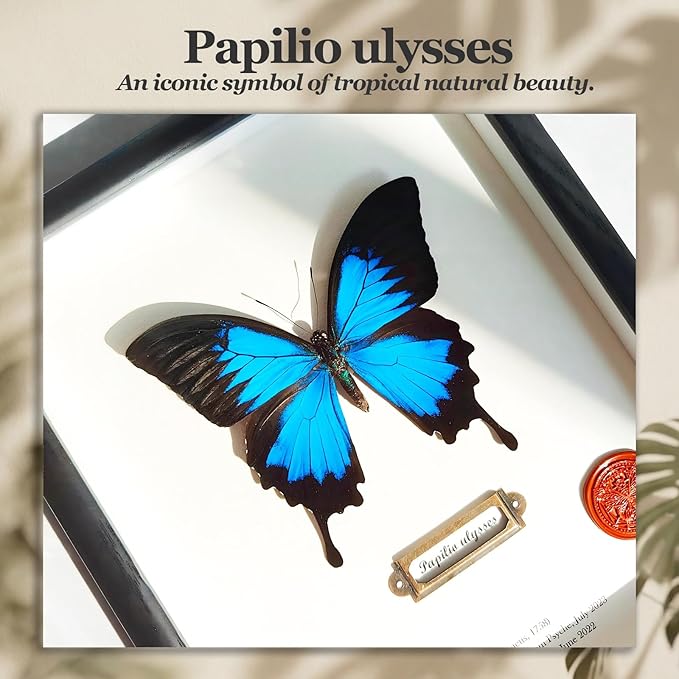 ArsVenciik Real Framed Butterfly Specimen - Preserved Papilio ulysses (Blue Emperor) - Electric Blue Taxidermy Shadow Box - Handmade Entomology Art & Gift for Nature Lovers
