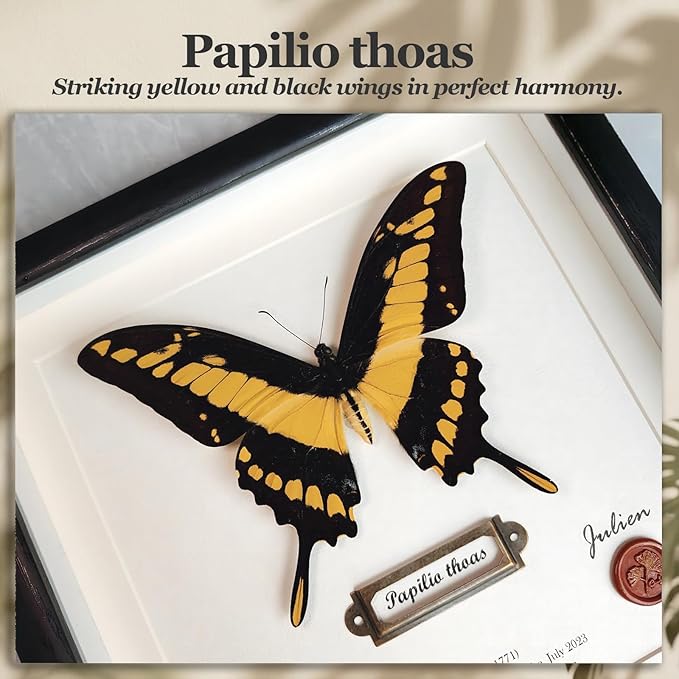 ArsVenciik Real Framed Butterfly Specimen - Preserved Papilio thoas (King Swallowtail) Taxidermy - Yellow & Black Square Shadow Box - Handmade Wall Art & Unique Gift for Home or Office Decor