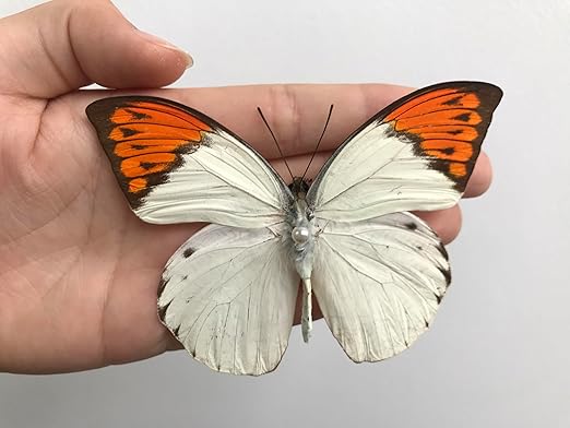 vinatimes Real Butterfly Specimen Collection Butterflies Mounted Dead Animal Preserved Entomology Taxidermy Oddity Scientific Lover Insect Nature Art Artwork Display Gallery Decor Decoration Indoor Home BU-08