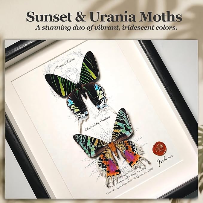 ArsVenciik Real Framed Moth Specimen Duo - Preserved Sunset & Urania Taxidermy - Metallic Rainbow Shadow Box Wall Art - Handmade Insect Decor & Gift for Butterfly/Moth Lovers