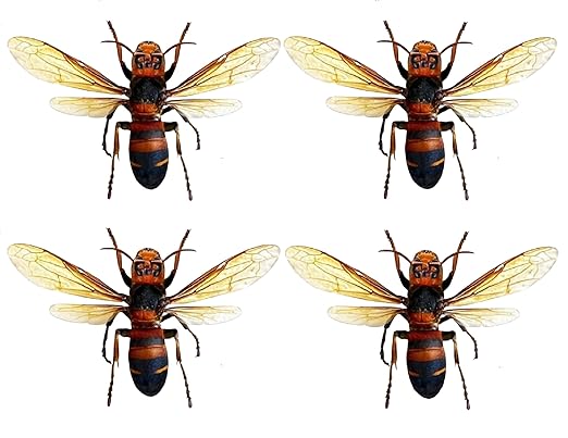4 Real Hornet Bee Specimen Bug Collection Mounted Preserved Entomology Taxidermy Oddity Scientific Lover Insect Science Education Artwork Display Gallery Decoration Indoor Home BO54X4