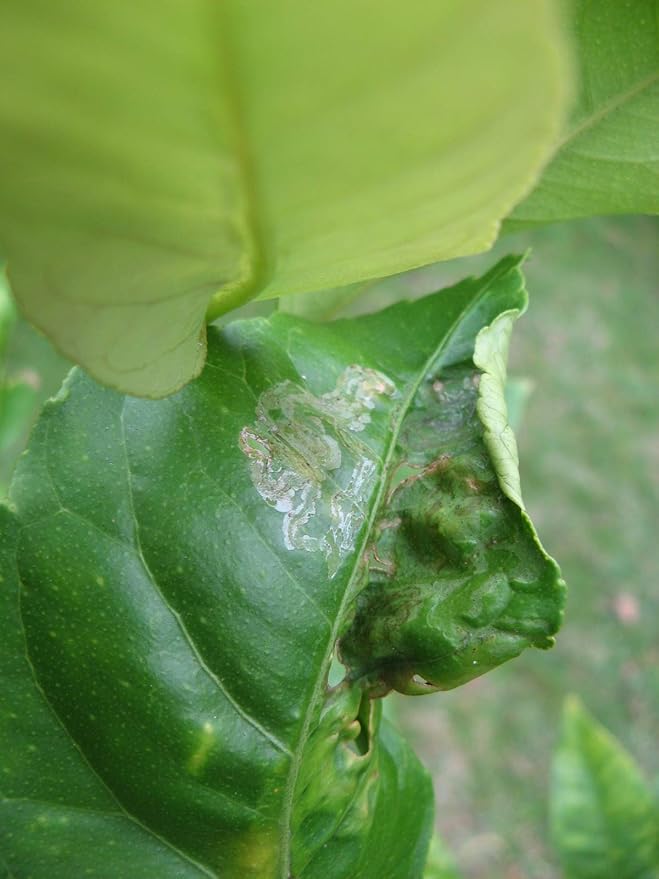 VivaTrap VT-102 Citrus Leafminer Trap & Lure (2 Pack, 8 Week)