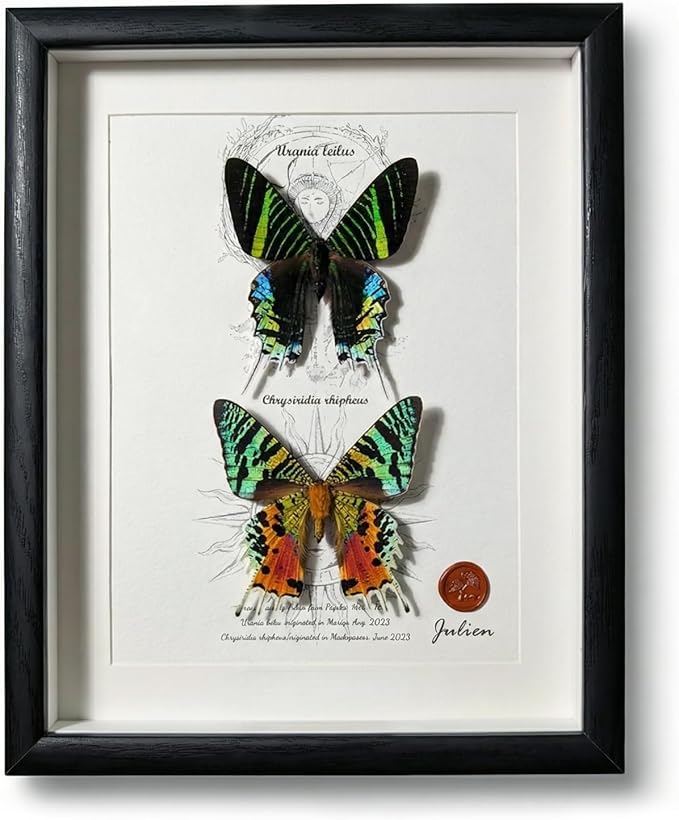 ArsVenciik Real Framed Moth Specimen Duo - Preserved Sunset & Urania Taxidermy - Metallic Rainbow Shadow Box Wall Art - Handmade Insect Decor & Gift for Butterfly/Moth Lovers