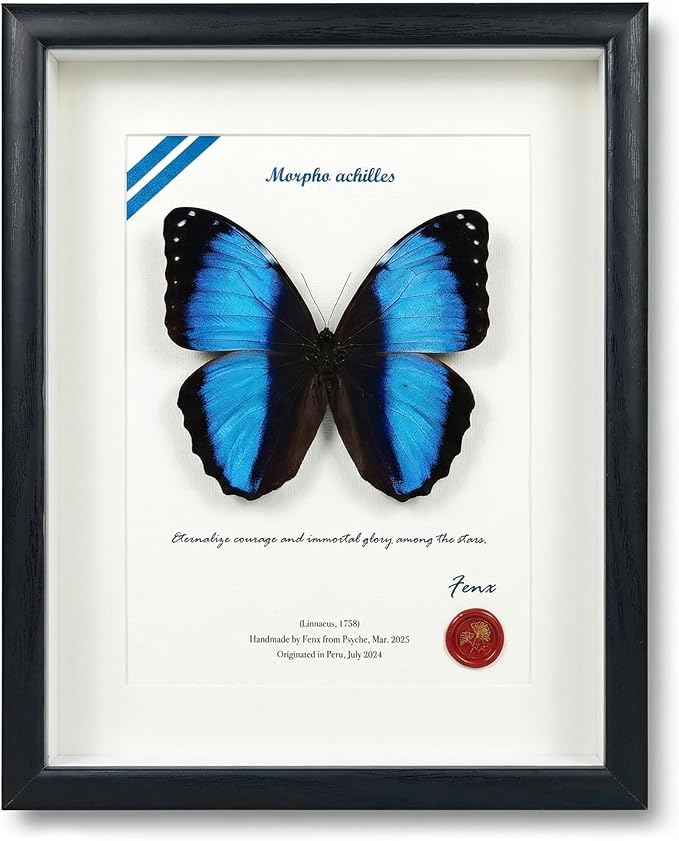 ArsVenciik Real Framed Butterfly Specimen - Preserved Morpho achilles (Blue Banded Morpho Butterfly) Taxidermy - Striking Black & Blue Contrast Shadow Box Wall Art - Handmade Entomology Gift for Office or Home Decor