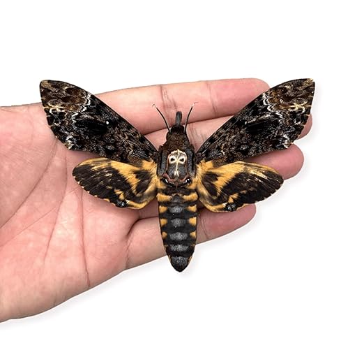 vinatimes Real Death Head Moth Acherontia Hawkmoth Mounted Skull Moth Entomology Dried Insect Butterfly Taxidermy Oddity Artwork 1MCU