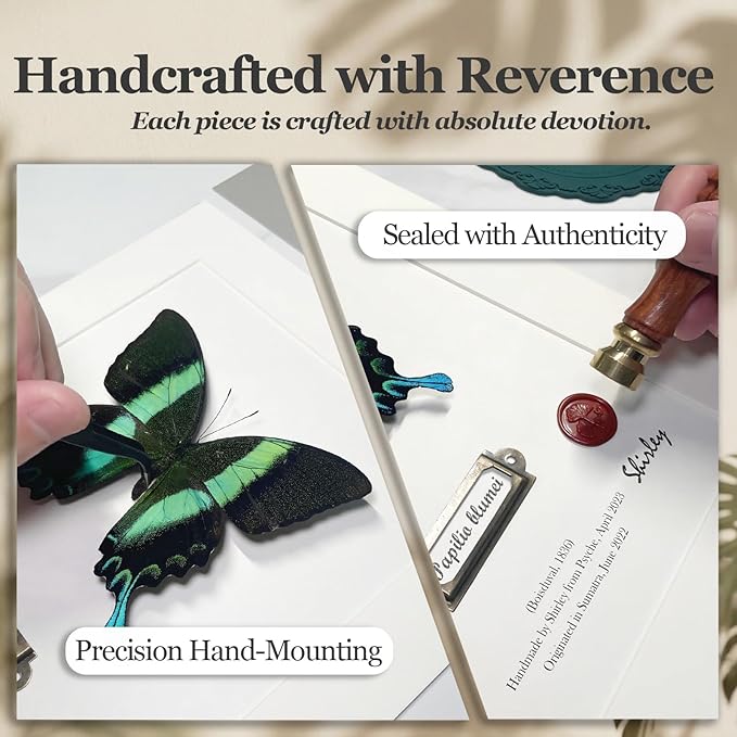 ArsVenciik Real Framed Butterfly Specimen - Handmade Preserved Papilio blumei (Green Peacock Swallowtail) Taxidermy - 3D Shadow Box Wall Art & Unique Nature Lover Gift for Home Decor