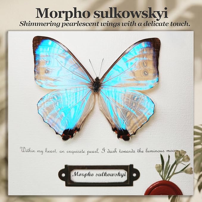 ArsVenciik Real Framed Butterfly Specimen - Preserved Morpho sulkowskyi (Pearl Morpho) Taxidermy - Iridescent Mother of Pearl Shadow Box - Ethereal Wall Art & Handmade Gift for Her
