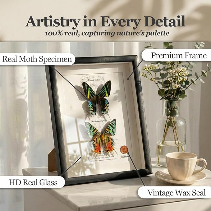 ArsVenciik Real Framed Moth Specimen Duo - Preserved Sunset & Urania Taxidermy - Metallic Rainbow Shadow Box Wall Art - Handmade Insect Decor & Gift for Butterfly/Moth Lovers