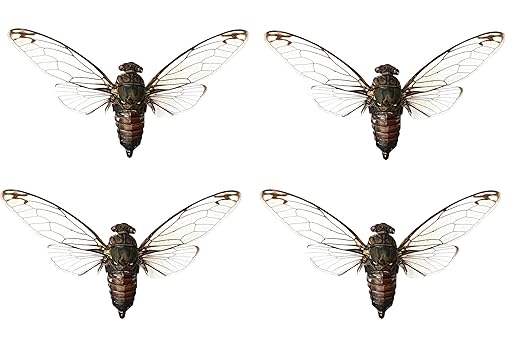 4 Cicada Specimen Bug Preserved Entomology Collection Mounted Science Education Taxidermy Oddity Scientific Lover Insect Artwork Display Gallery Decoration Indoor Home VE78X4
