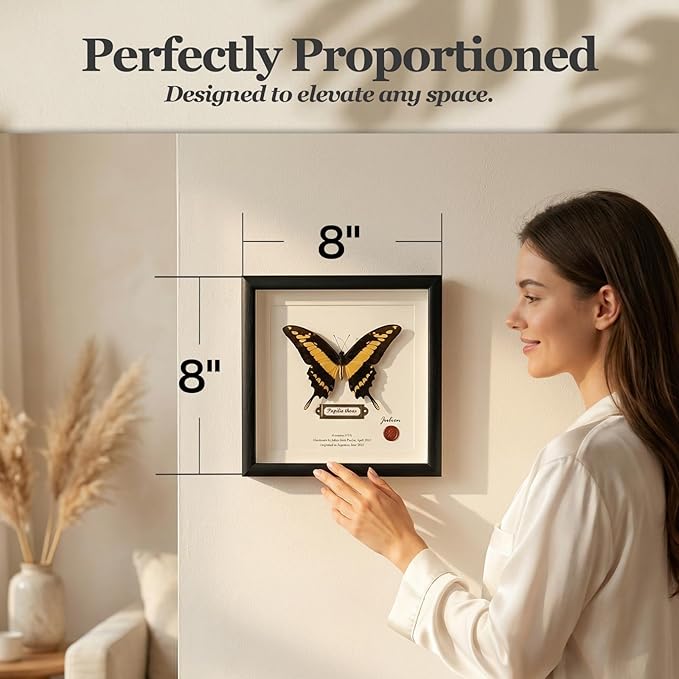 ArsVenciik Real Framed Butterfly Specimen - Preserved Papilio thoas (King Swallowtail) Taxidermy - Yellow & Black Square Shadow Box - Handmade Wall Art & Unique Gift for Home or Office Decor