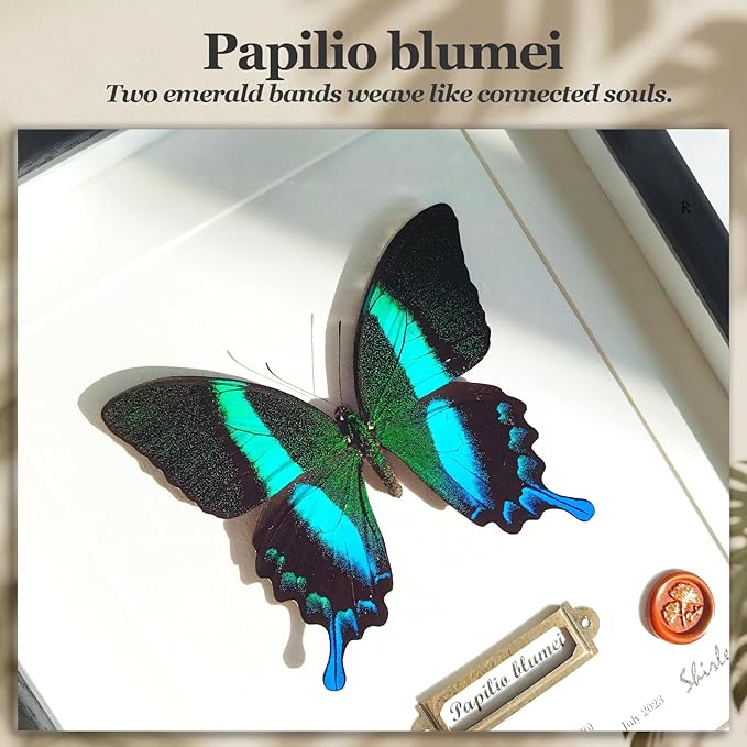 ArsVenciik Real Framed Butterfly Specimen - Handmade Preserved Papilio blumei (Green Peacock Swallowtail) Taxidermy - 3D Shadow Box Wall Art & Unique Nature Lover Gift for Home Decor