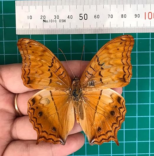 vinatimes 4 Real Butterfly Specimen Collection Butterflies Mounted Dead Animal Preserved Entomology Taxidermy Oddity Scientific Lover Insect Nature Art Artwork Display Gallery Decor Decoration Indoor Home BU31X4
