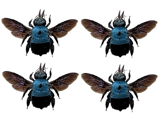 4 Real Blue Bee Specimen Collection Bug Mounted Dead Animal Moth Preserved Entomology Taxidermy Oddity Scientific Lover Insect Nature Office Desk Art Artwork Display UM-20