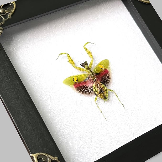 Real Green Mantis Gothic Decor Spooky Gifts Dried Preserved Beetle Insect Lover Entomology Taxidermy Bug Oddity Specimen Display Wall Decoration K12-62- TR
