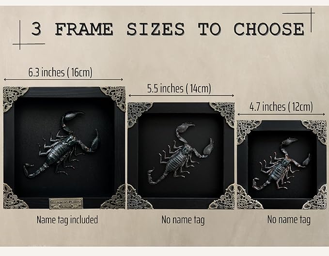 Real Scorpion White Framed Dried Bug Beetle Shadow Box Entomology Wooden Insect Handmade Taxidermy Wall Hanging Decor Decoration Artwork Tabletop Living K12-51-TR