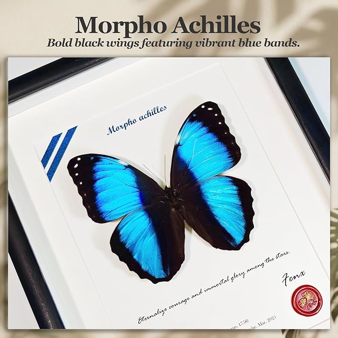 ArsVenciik Real Framed Butterfly Specimen - Preserved Morpho achilles (Blue Banded Morpho Butterfly) Taxidermy - Striking Black & Blue Contrast Shadow Box Wall Art - Handmade Entomology Gift for Office or Home Decor