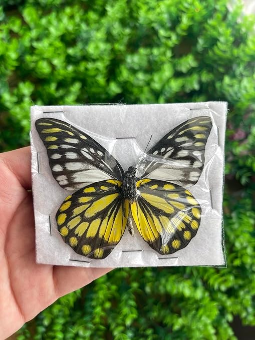 Real Butterfly Specimen Collection Butterflies Mounted Dead Animal Preserved Entomology Taxidermy Oddity Scientific Lover Insect Nature Art Artwork Display Gallery Decor Decoration Indoor Home BU-10