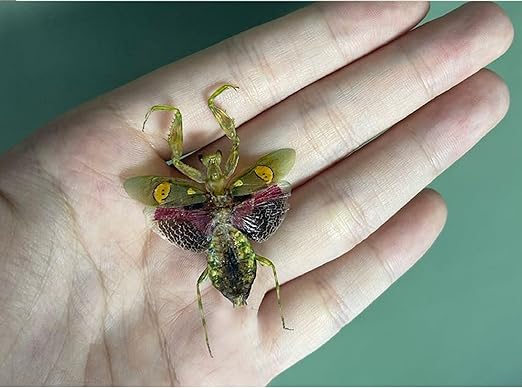 4 Real Green Mantis Beetles Specimen Collection Bug Mounted Dead Animal Preserved Entomology Taxidermy Oddity Scientific Lover Insect Office Desk Art Artwork Display UM-21