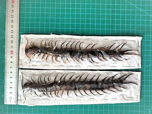 2 Real Giant Centipede Specimen Bug Beetle Mounted Preserved Entomology Taxidermy Insect Oddity Scientific Lover Insect Nature Art Display Decor Indoor Home
