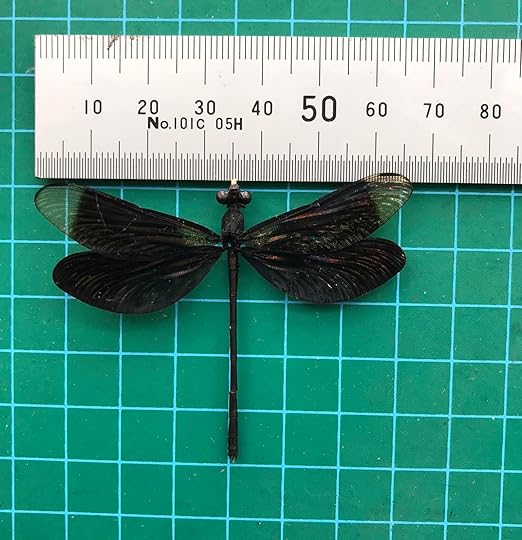 6 Real Black Dragonfly Specimen Collection Bug Mounted Dead Animal Preserved Entomology Taxidermy Oddity Scientific Lover Insect Nature Art Artwork Display Gallery Decor Decoration Indoor Home BO85X6