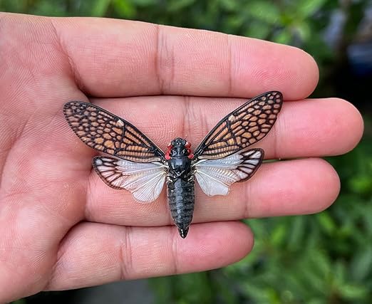 4 Real Cicada Tailanga Specimen Bug Collection Mounted Preserved Entomology Taxidermy Oddity Scientific Lover Insect Science Education Artwork Display Gallery Decoration Indoor Home VE63X4