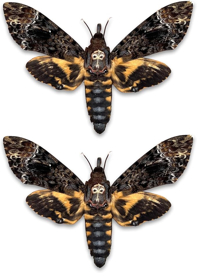 vinatimes Lot of 2 Real Death Head Moth Acherontia Hawkmoth Mounted Skull Moth Entomology Dried Insect Butterfly Taxidermy Oddity Artwork 2MCU