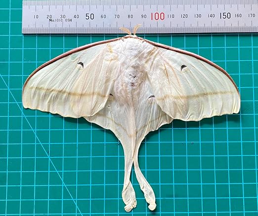2 Real Luna Moth Butterfly Specimen Collection Mounted Dead Animal Preserved Entomology Taxidermy Oddity Scientific Lover Insect Art Artwork Display Gallery Decor Decoration Indoor Home 2BU33