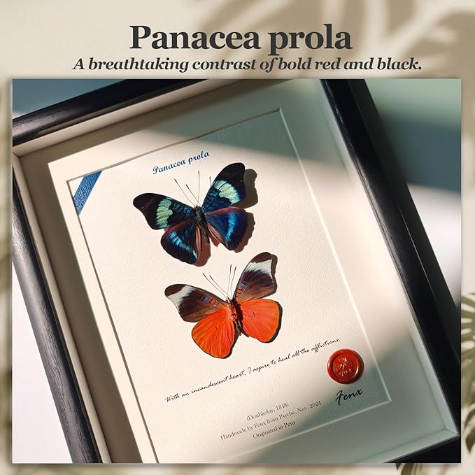 ArsVenciik Real Framed Butterfly Specimen Duo - Preserved Panacea prola (Red Flasher) Taxidermy - Front & Back View Shadow Box - Handmade Entomology Wall Art & Unique Gift for Home Decor