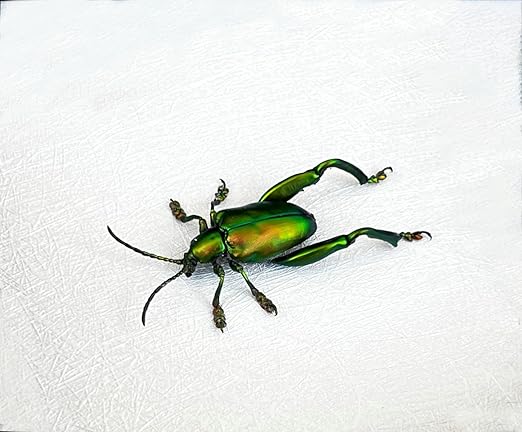 Real Sagra Longicollis Frog Beetle Spcimen Preserved Dried Insect Dead Bug Unmounted Raw Oddity Taxidermy Entomology Artwork Creepy Aesthetics Spooky Curiosities Gothic Home Decor Wall Crafts BO-53