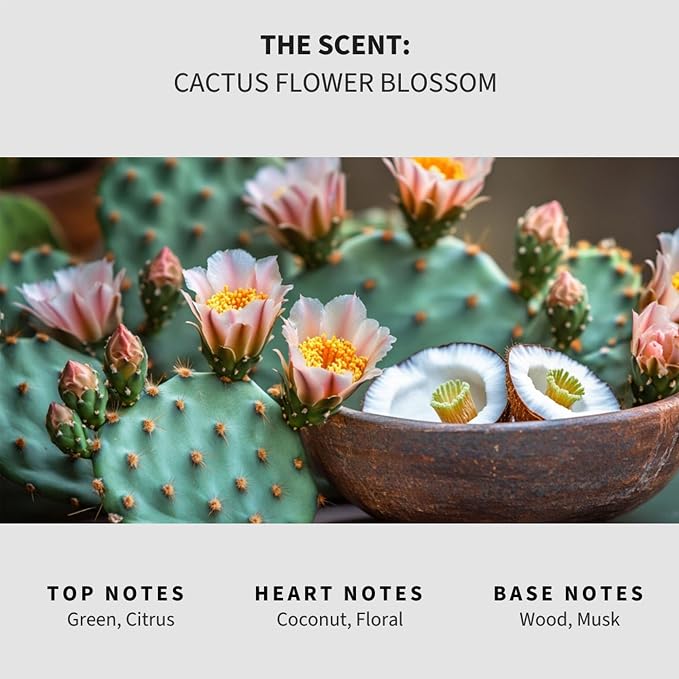 Lapew Cactus Flower Carpet Deodorizer Powder - Pet Safe Freshener for Vacuuming | Scented Odor Eliminator for Home | 16 oz