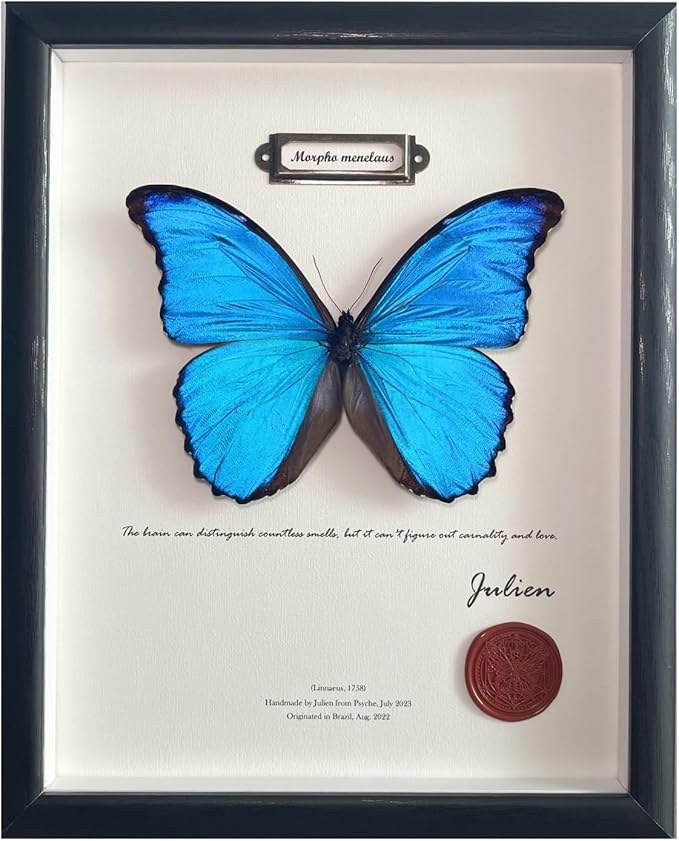 ArsVenciik Real Framed Butterfly Specimen - Preserved Blue Morpho Butterfly Taxidermy (Morpho menelaus) - 8x10 inch Shadow Box Wall Art, Unique Entomology Decor & Handmade Gift for Nature Lovers