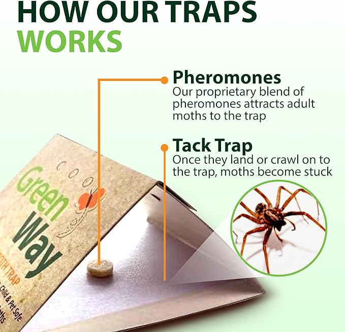Greenway Silverfish and Spider Traps, Non-Toxic Indoor with High-Strength Glue for Safe, Effective Home Protection, 2 Packs (Includes 12 Traps)