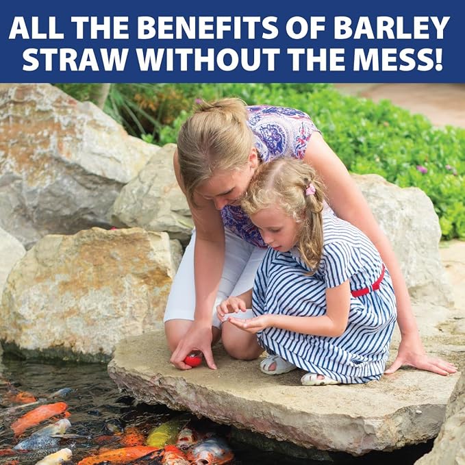 The Pond Guy Barley Extract Natural Liquid Treatment for Ponds and Water Gardens, Safe for Koi Fish and Plants, Natural Solutions for Clear Pond Water - 32 Ounces
