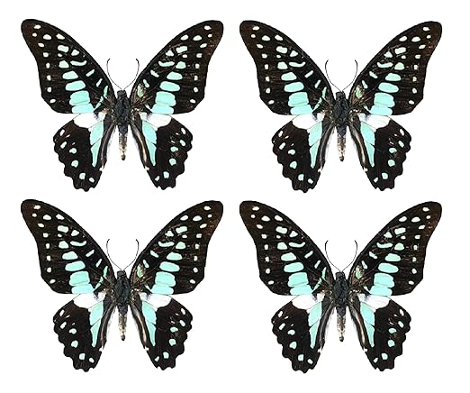 4 Real Butterfly Specimen Collection Butterflies Mounted Preserved Entomology Taxidermy Oddity Scientific Lover Insect Nature Art Artwork Display Gallery Decor Decoration Indoor Home BU11X4