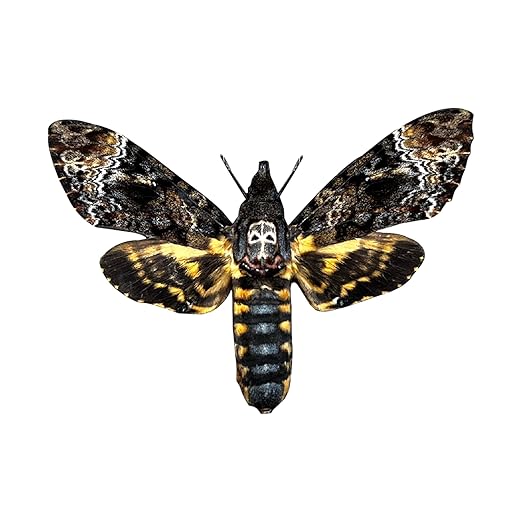 vinatimes Real Death Head Moth Acherontia Hawkmoth Mounted Skull Moth Entomology Dried Insect Butterfly Taxidermy Oddity Artwork 1MCU