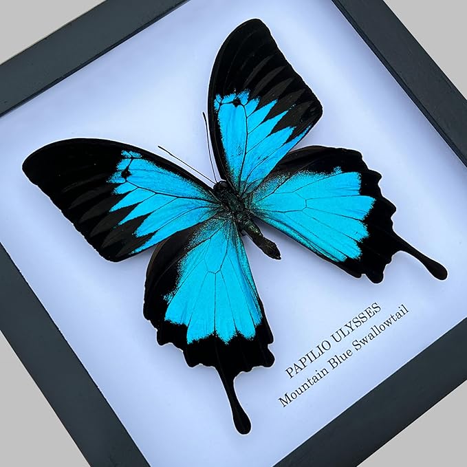 Real Blue Mountain Swallowtail Butterfly White Wooden Frame Shadow Box Dried Handmade Craft Insect Lover Taxidermy Dead Bug Taxadermy Specimen Wall Decoration K16-28-TR
