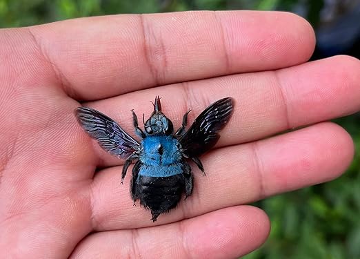 4 Real Blue Bee Green Mantis Specimen Collection Bug Mounted Dead Animal Moth Preserved Entomology Taxidermy Oddity Scientific Lover Insect Nature Office Desk Art Artwork Display UM-19