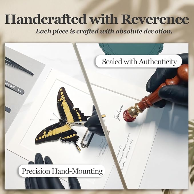 ArsVenciik Real Framed Butterfly Specimen - Preserved Papilio thoas (King Swallowtail) Taxidermy - Yellow & Black Square Shadow Box - Handmade Wall Art & Unique Gift for Home or Office Decor