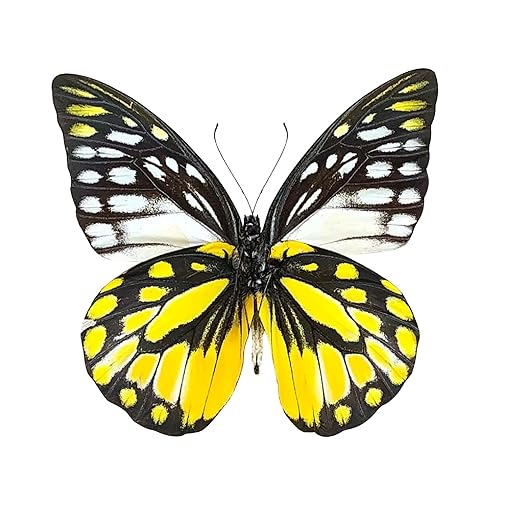 Real Butterfly Specimen Collection Butterflies Mounted Dead Animal Preserved Entomology Taxidermy Oddity Scientific Lover Insect Nature Art Artwork Display Gallery Decor Decoration Indoor Home BU-10