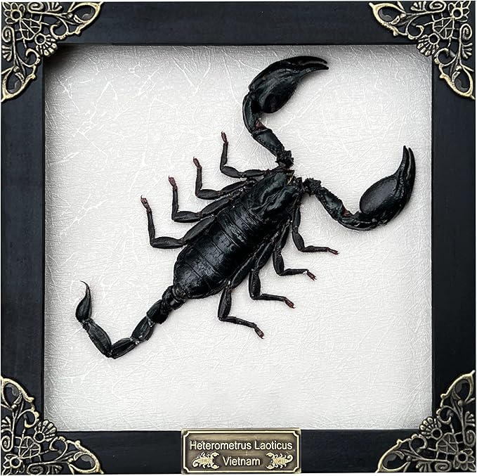 Real Scorpion White Wooden Frame Shadow Box Dried Insect Lover Taxidermy Dead Bug Taxadermy Specimen Display Wall Art Hanging Decoration Home Living Décor K16-51-TR