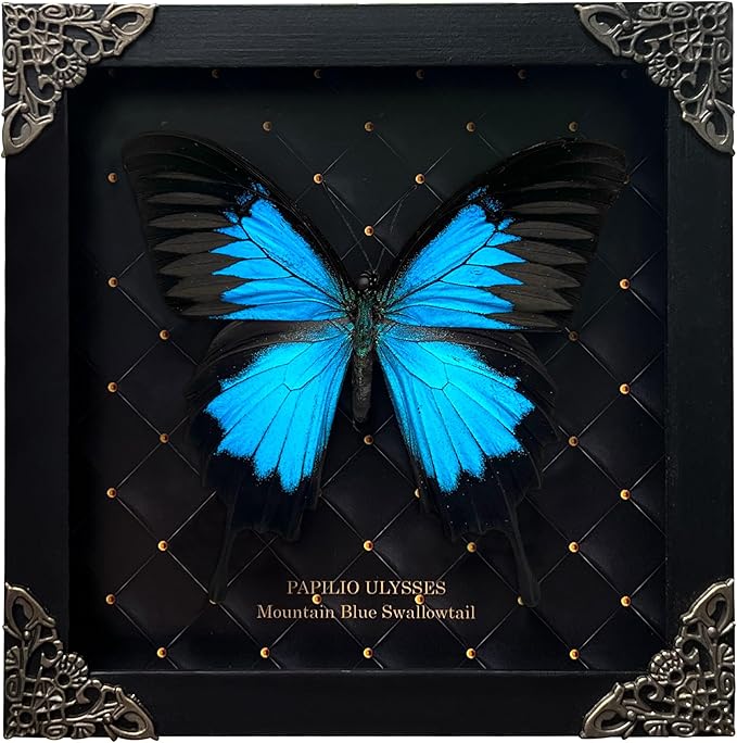 Real Blue Mountain Swallowtail Butterfly Wooden Frame Shadow Box Dried Handmade Craft Insect Lover Taxidermy Dead Bug Taxadermy Specimen Wall Decoration K16-28-NEM