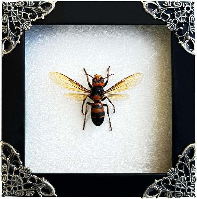 Real Wasp Murder Hornet Beetle Handmade White Wooden Frame Shadow Box Taxidermy Specimen Display Wall Art Hanging Decoration Artwork Home Décor K12-54-TR