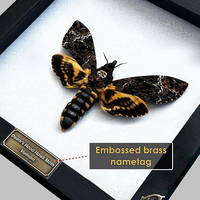 Real Death Head Moth Acherontia Butterfly White Frame Entomology Shadow Box Insect Oddity Skull Curiosities Unique Taxidermy Collectables Tabletop Wall Art Home Decor Living Gallery Bedroom K18-01-TR