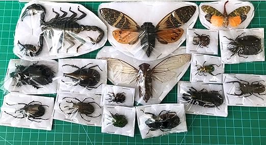 15 Real Beetle Bee Cicada Scorpion Preserved Specimen Dried Insect Dead Bug Unmounted Raw Oddity Taxidermy Entomology Artwork Creepy Spooky Curiosities Home Decor Bug Preserved BOSET10